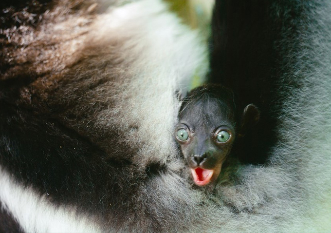 Island of Lemurs: Madagascar