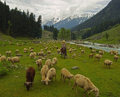 Shepherds of Paradise