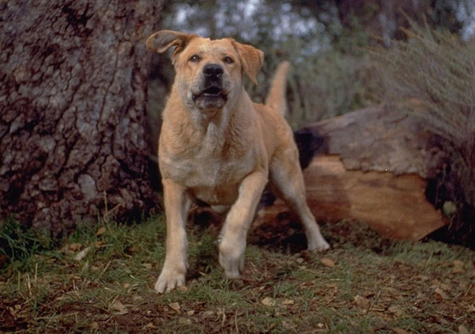 15 Great Films About Dogs IndieWire 15-great-films-about-dogs-indiewire