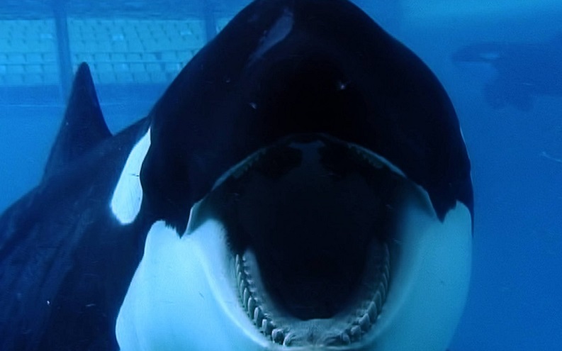 Blackfish