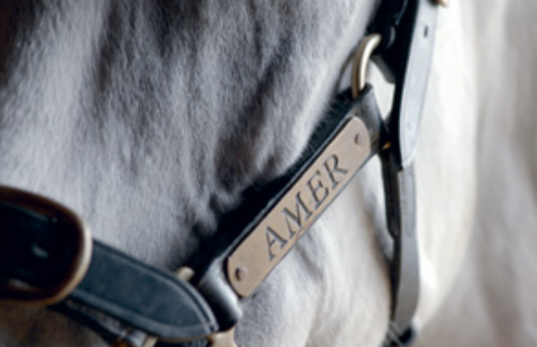 Amer : The Arabian Legend