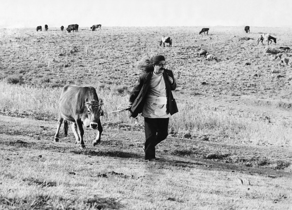 "The Cow"