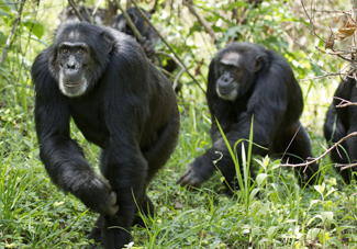 The Rivals in Disney's Chimpanzee-325
