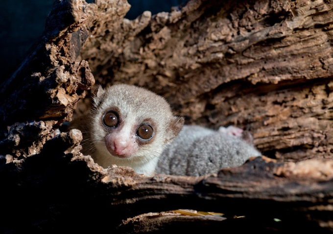 Island of Lemurs: Madagascar