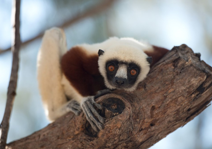 Island of Lemurs: Madagascar