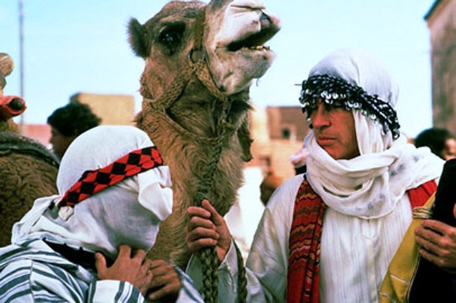 ishtar camel