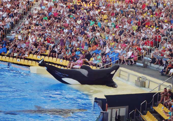 ‘Blackfish’ Director Gabriela Cowperthwaite on SeaWorld’s Response to ...